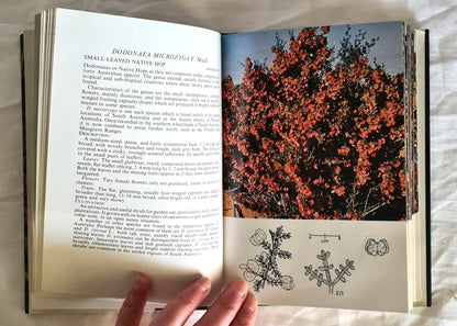 A Field Guide to Australian Native Shrubs by Ivan Holliday and Geoffrey Watton
