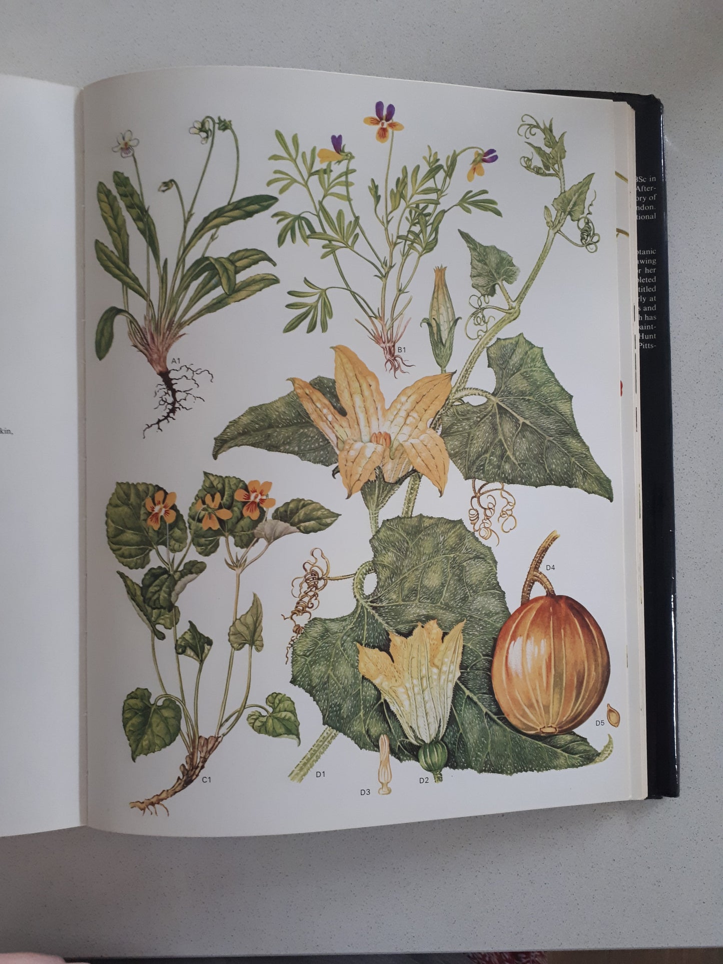 Wild Flowers of the World: Paintings by Barbara Everard, Text by Brian D. Morley