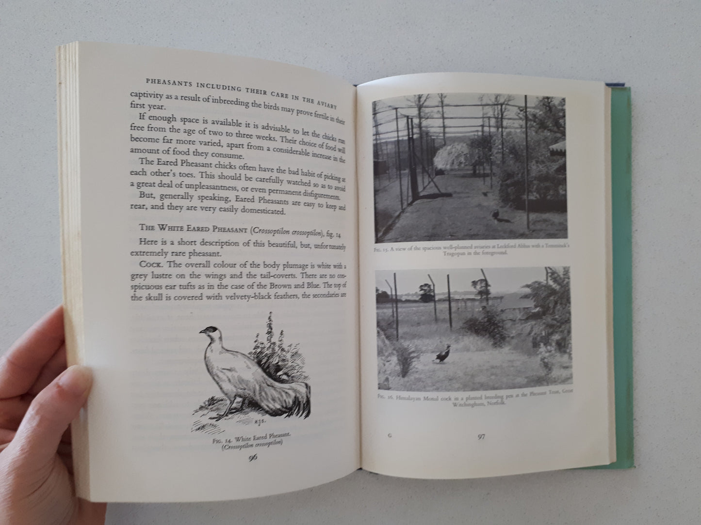 Pheasants Including Their Care in the Aviary by H. A. Gerrits