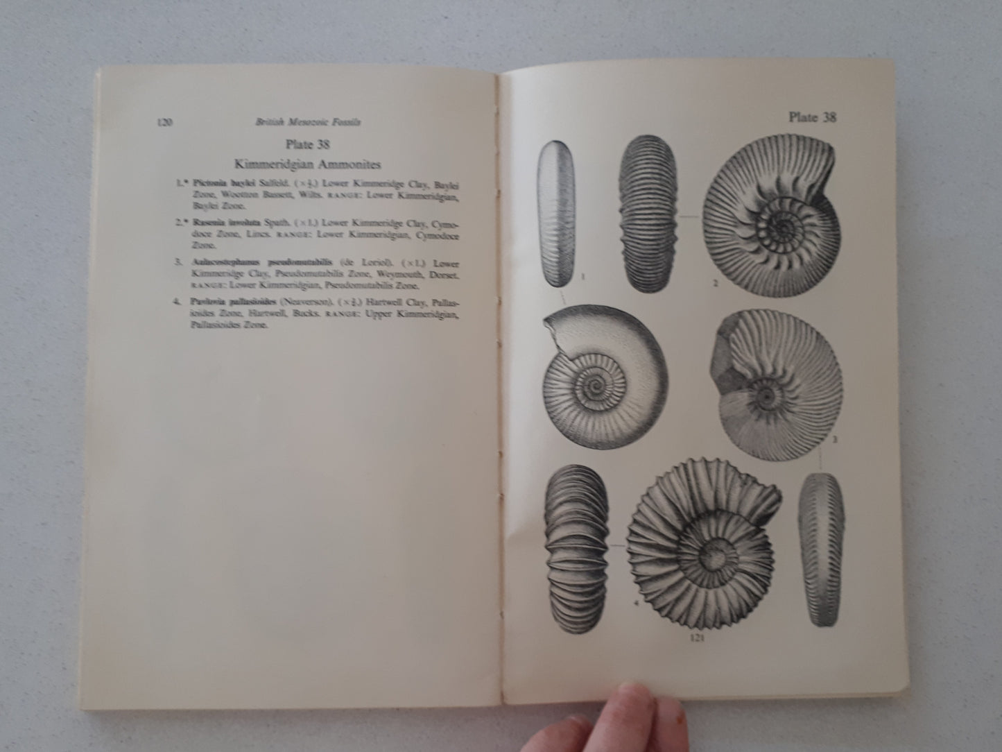 British Mesozoic Fossils by The Natural History Museum