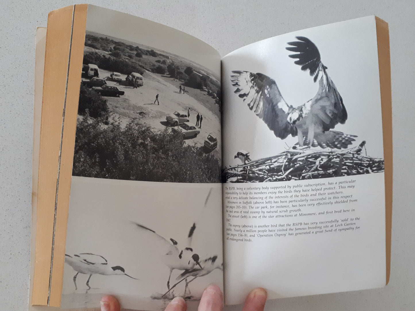 The Common Ground by Richard Mabey