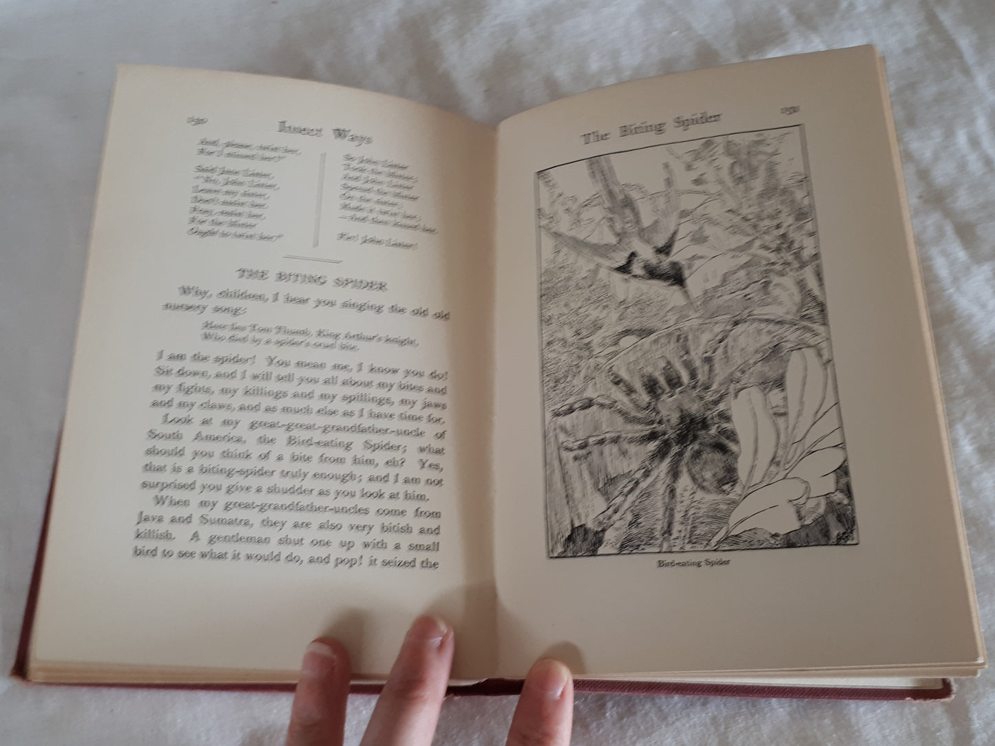 Insect Ways on Summer Days by Jennett Humphreys