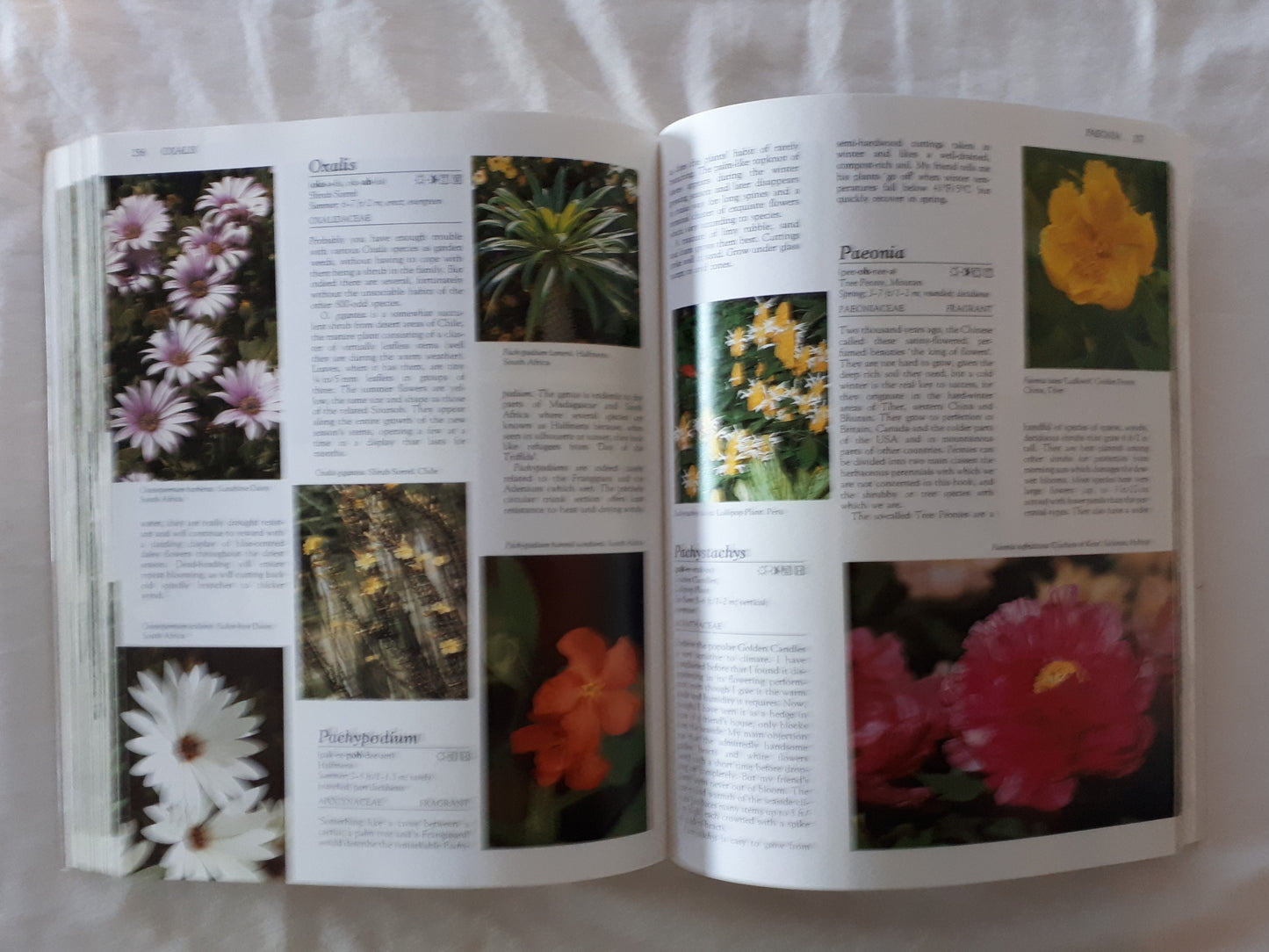 What Shrub Is That? by Stirling Macoboy