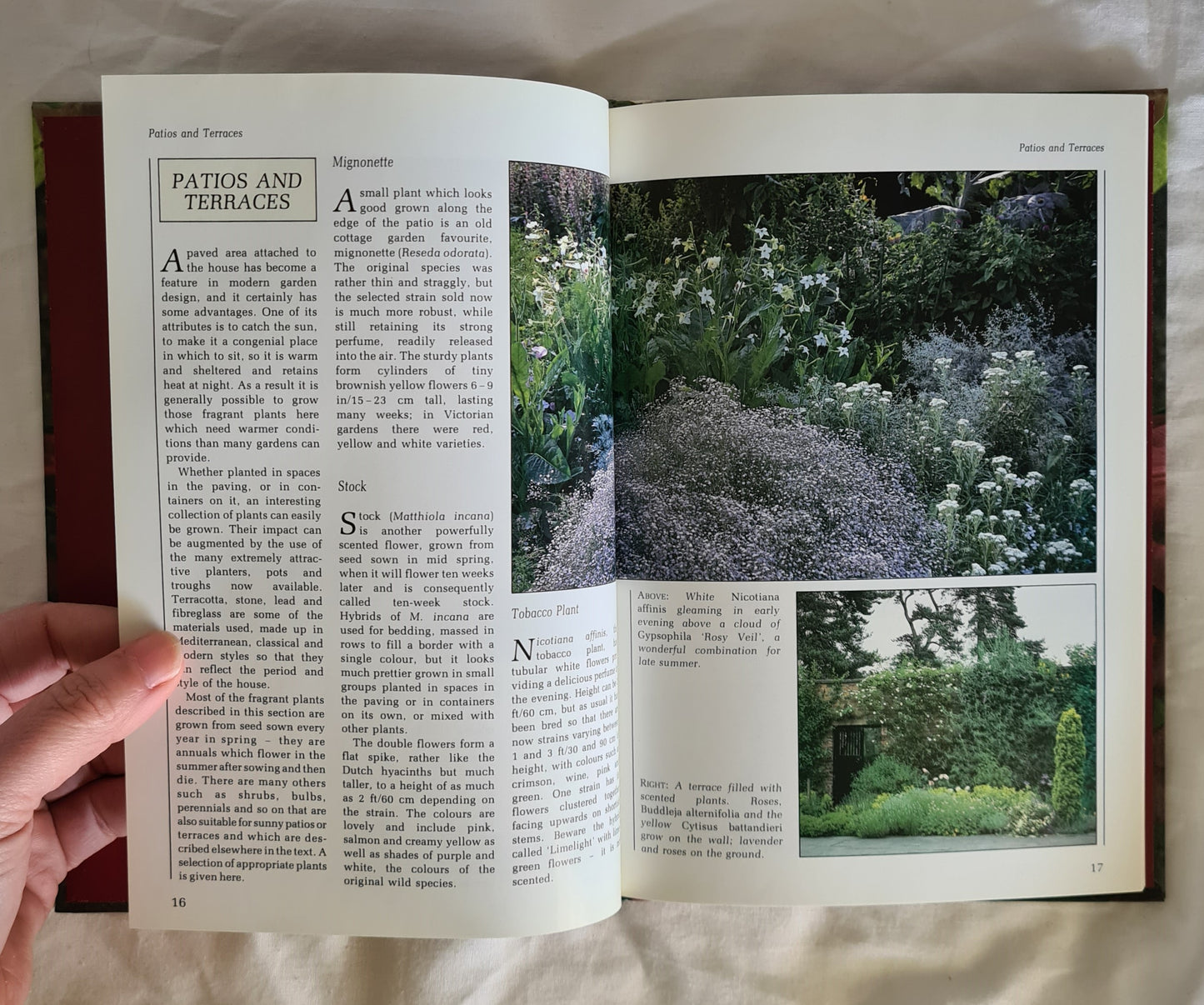 Fragrance by Ann Bonar