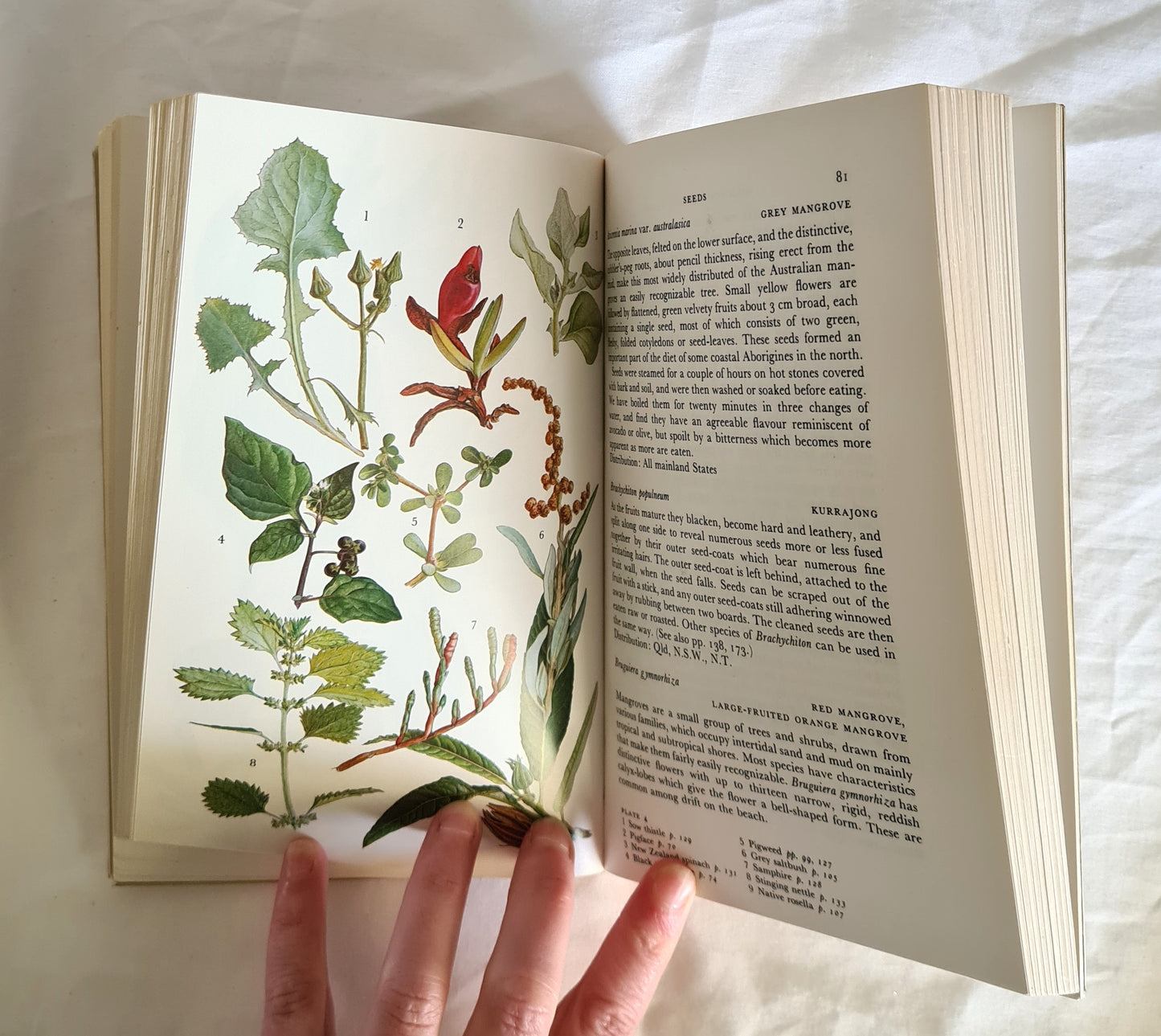 Wild Food in Australia by A. B. & J. W. Cribb