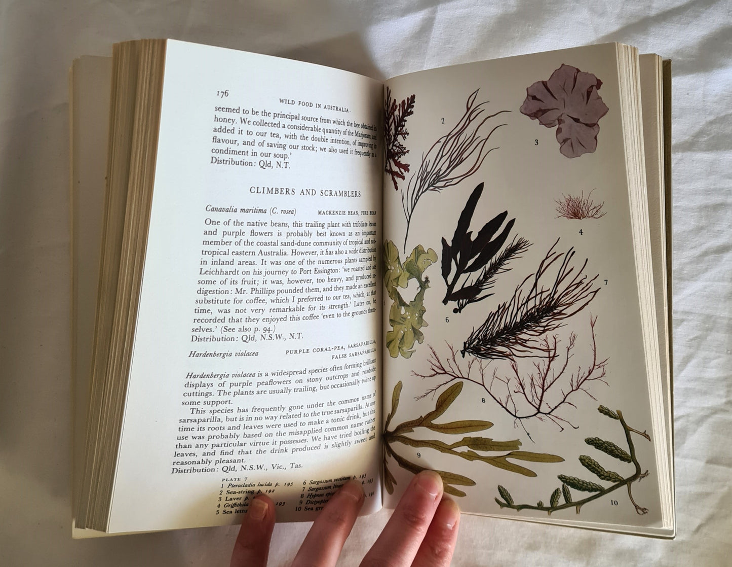 Wild Food in Australia by A. B. & J. W. Cribb