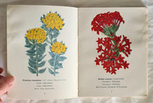 Load image into Gallery viewer, Protected Wild Flowers of the Cape Province: Part I