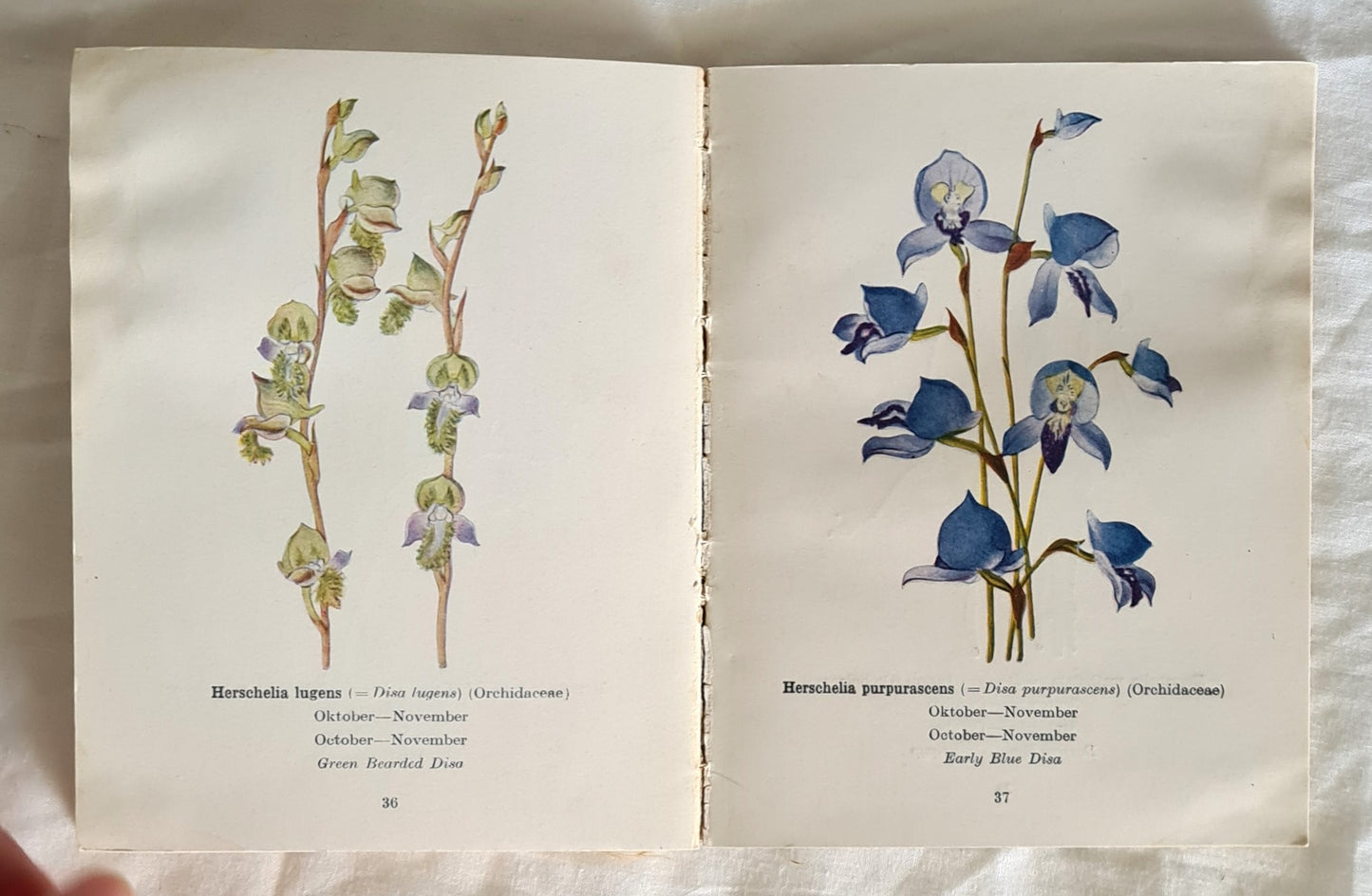 Protected Wild Flowers of the Cape Province: Part I