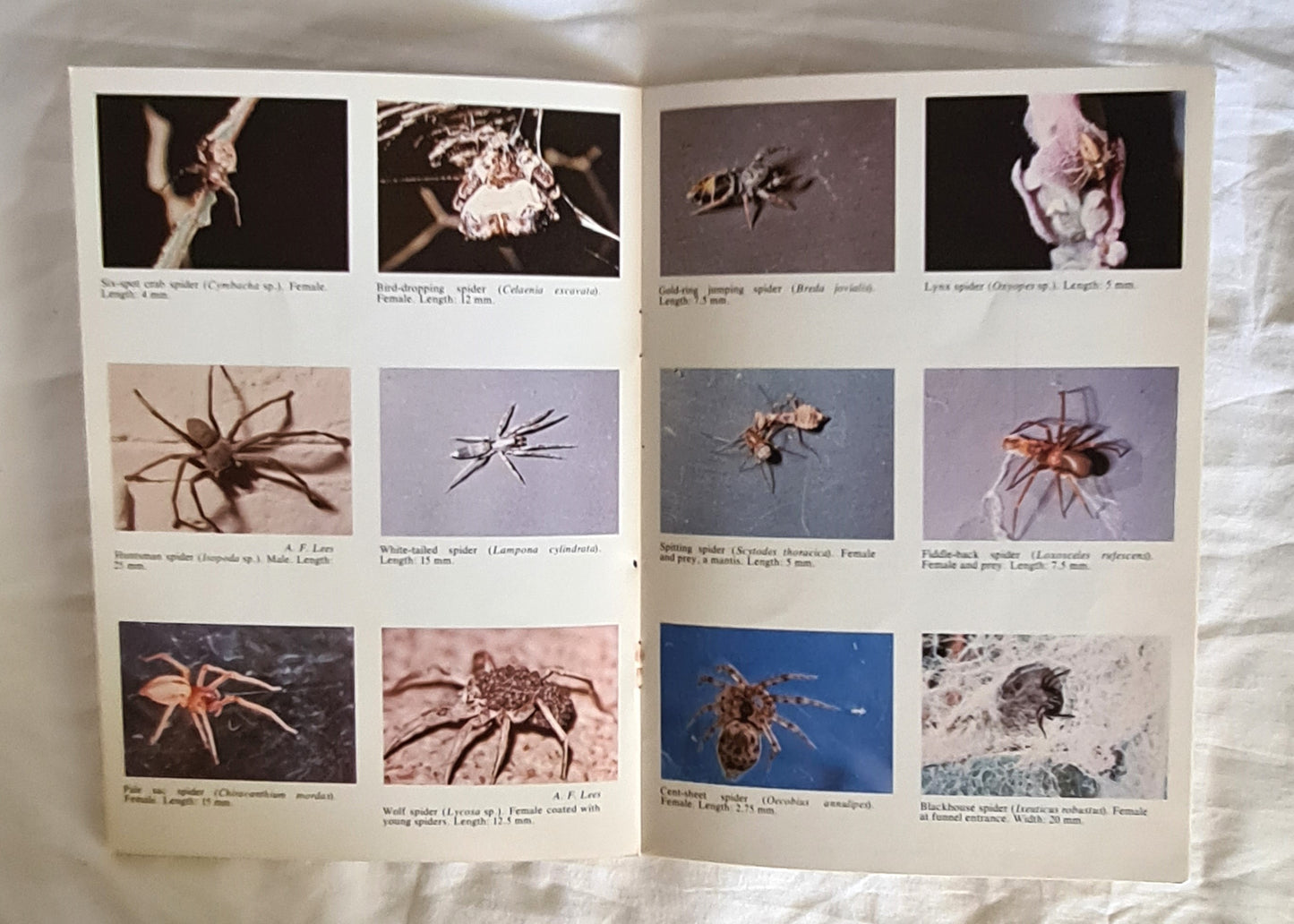 Spiders and Other Arachnids of South Australia by D. C. Lee and R. V. Southcott