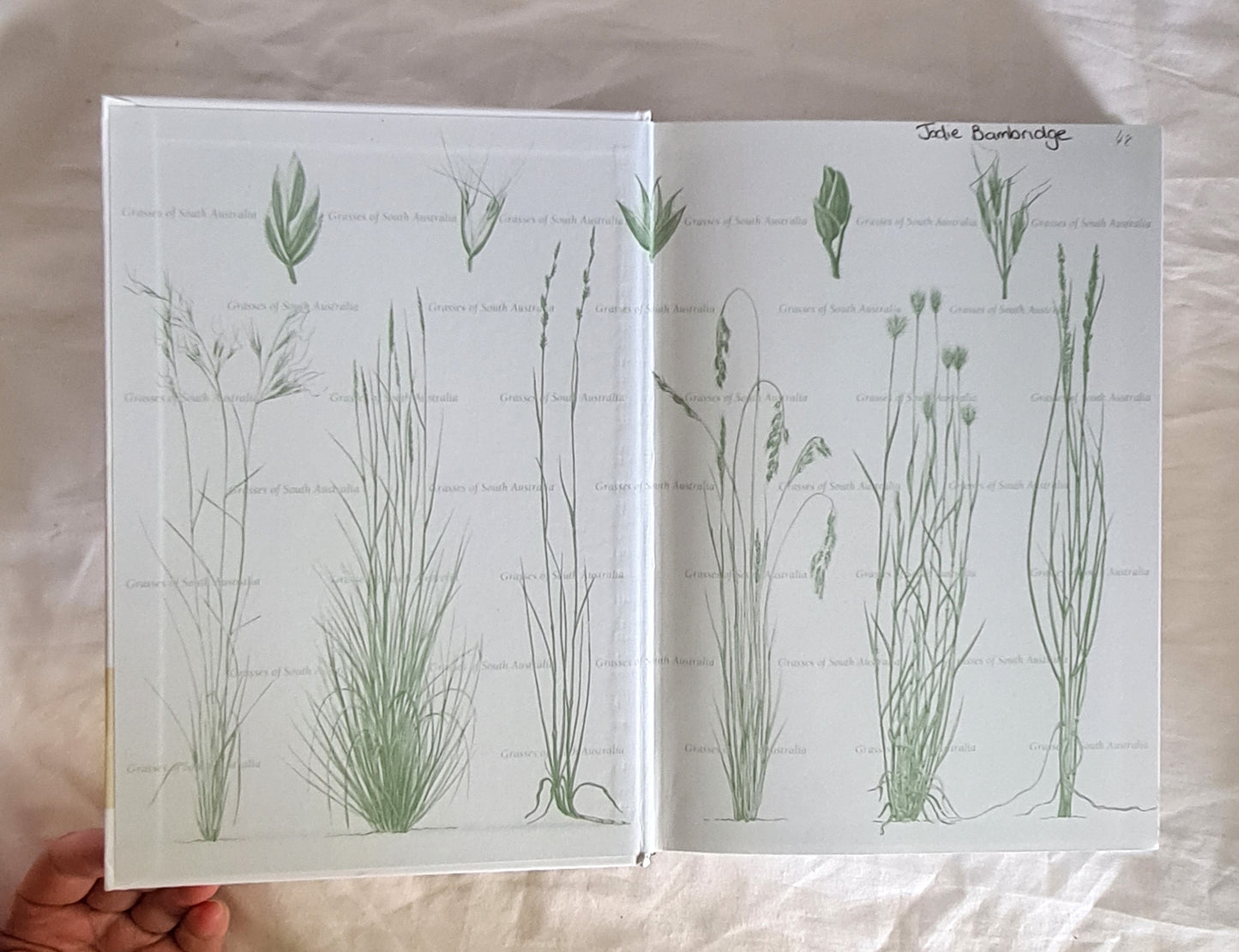 Grasses of South Australia by John Jessop, Gilbert R. M. Dashorst and Fiona M. James