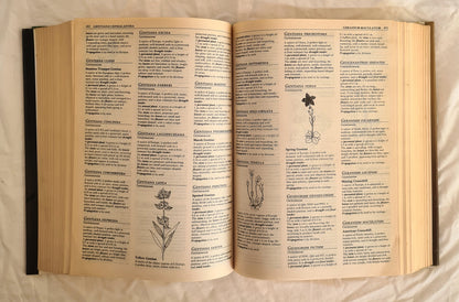 Encyclopaedia Botanica by Frances Bodkin