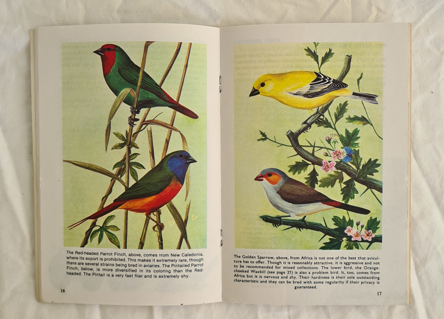 Finches… in Color by George W. Noreen