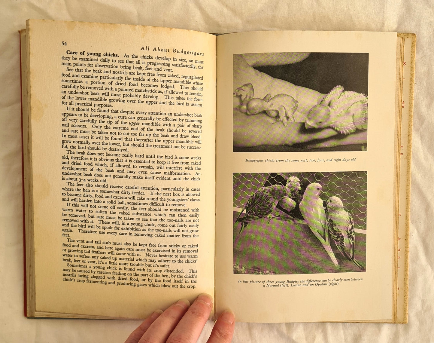 All About Budgerigars by Frank W. Pratley