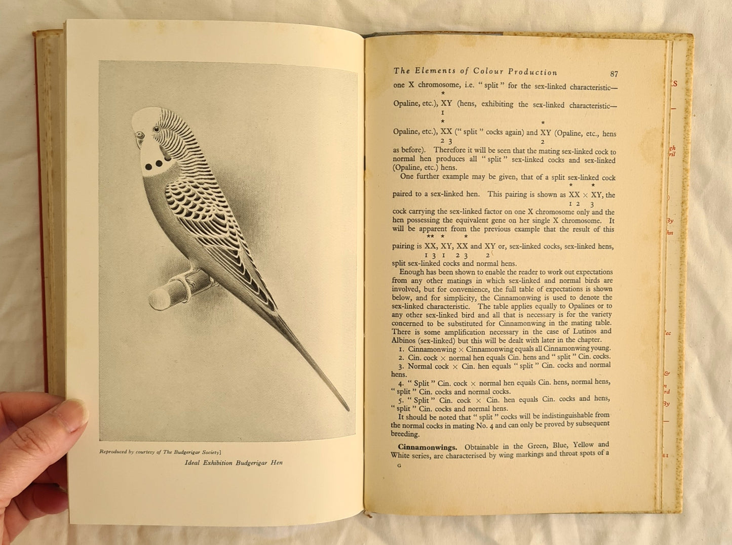 All About Budgerigars by Frank W. Pratley