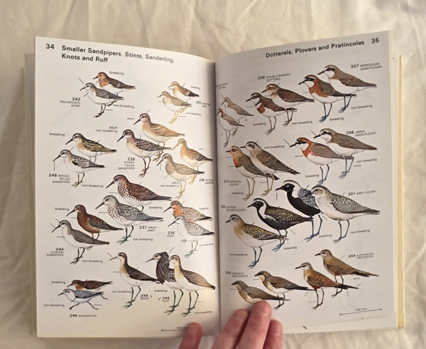 A Field Guide to the Birds of Australia by Graham Pizzey