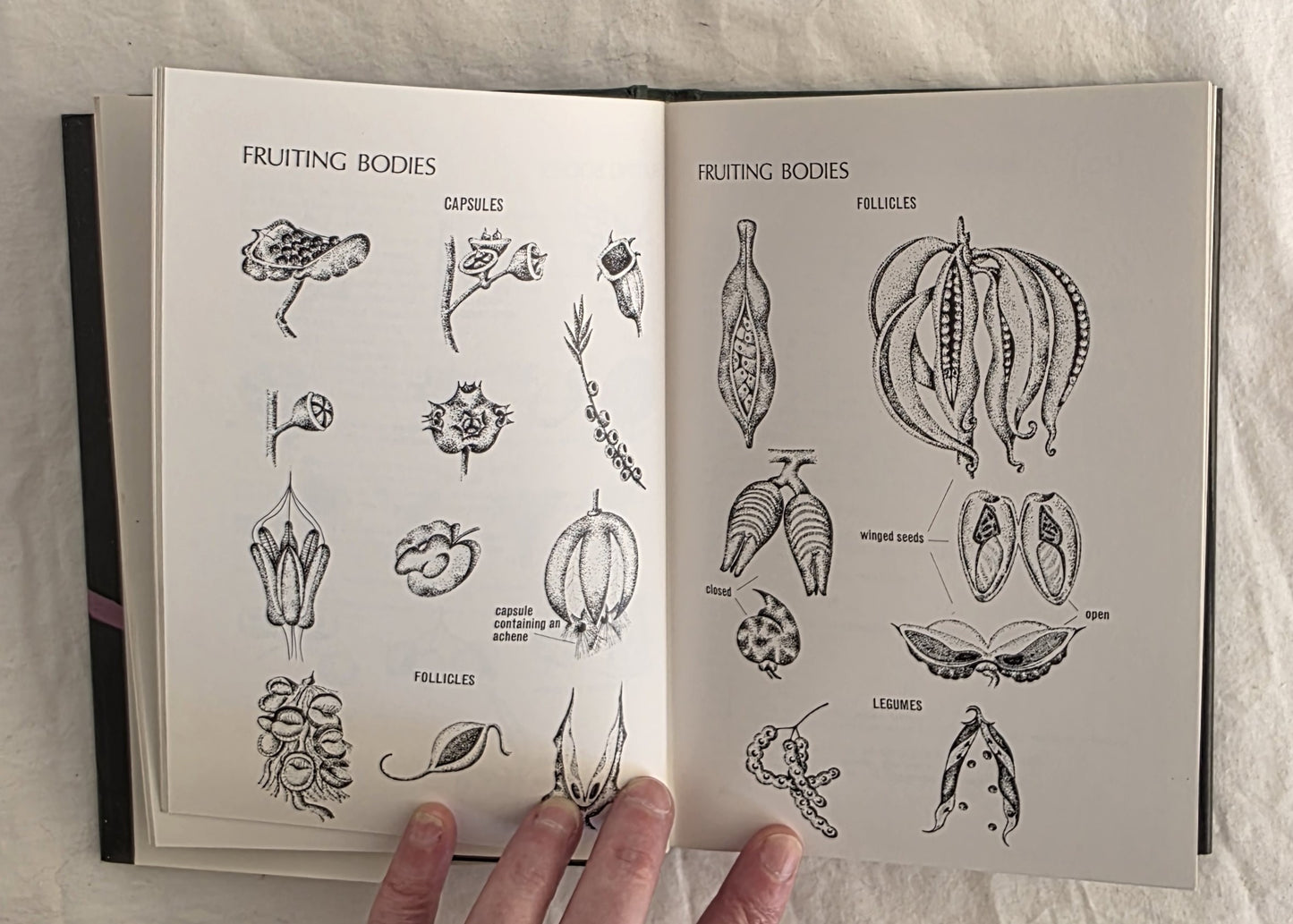A Field Guide to Australian Wildflowers  Volumes 1 & 2 by Roland Paine and Margaret Hodgson