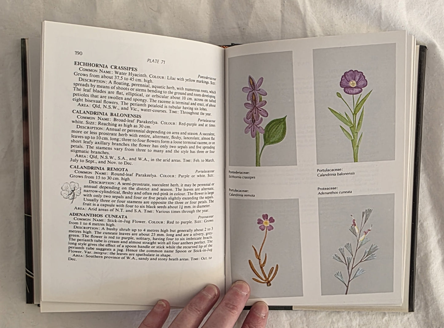 A Field Guide to Australian Wildflowers  Volumes 1 & 2 by Roland Paine and Margaret Hodgson