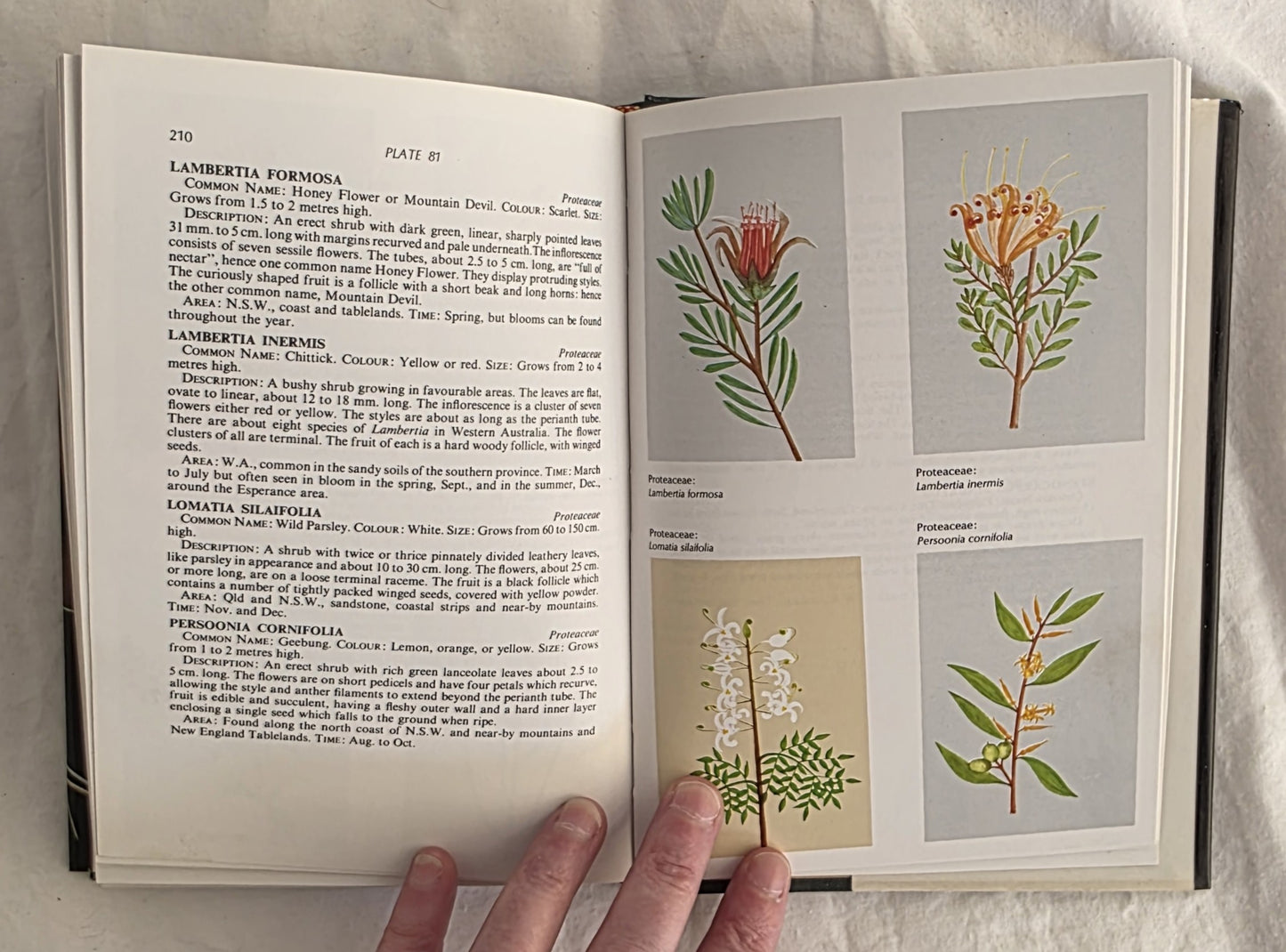 A Field Guide to Australian Wildflowers  Volumes 1 & 2 by Roland Paine and Margaret Hodgson