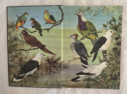 Australian Birds by Robin Hill