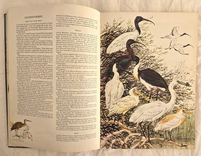 Australian Birds by Robin Hill