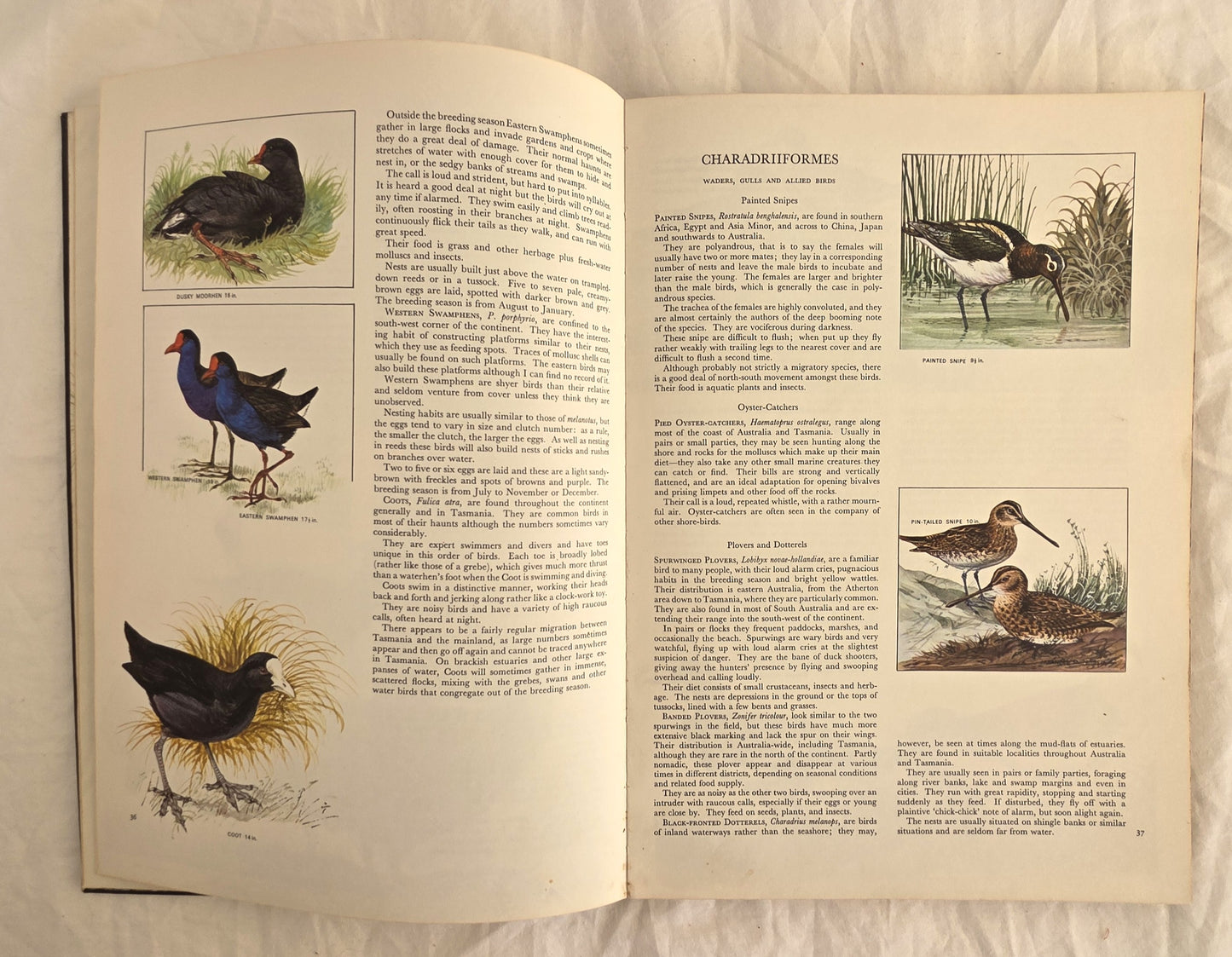 Australian Birds by Robin Hill