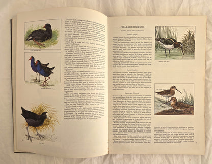 Australian Birds by Robin Hill