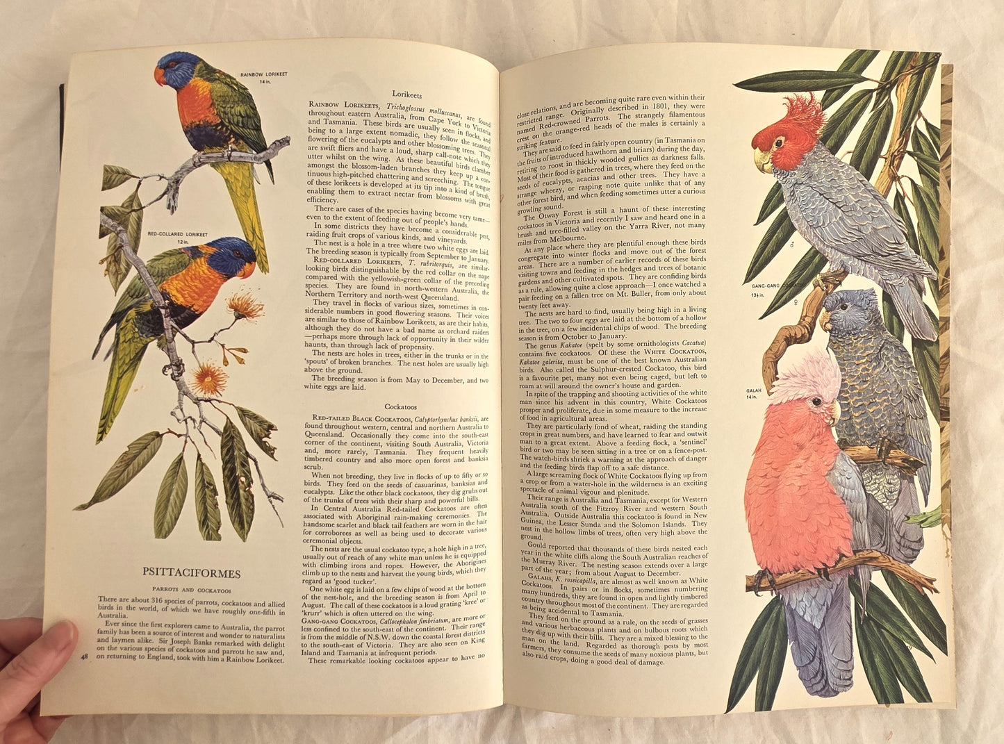 Australian Birds by Robin Hill