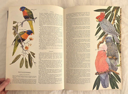 Australian Birds by Robin Hill