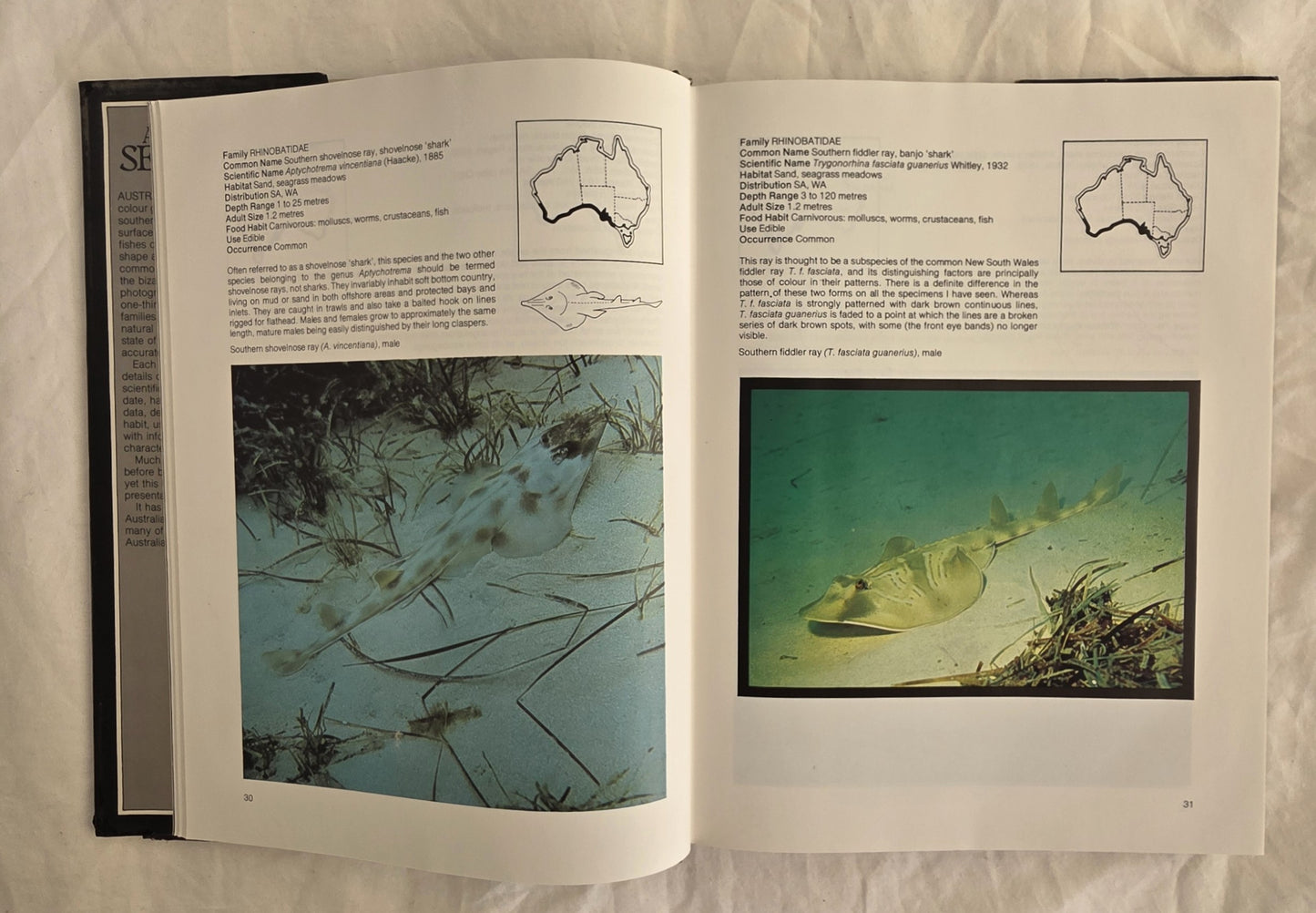 Australian Sea Fishes by Neville Coleman
