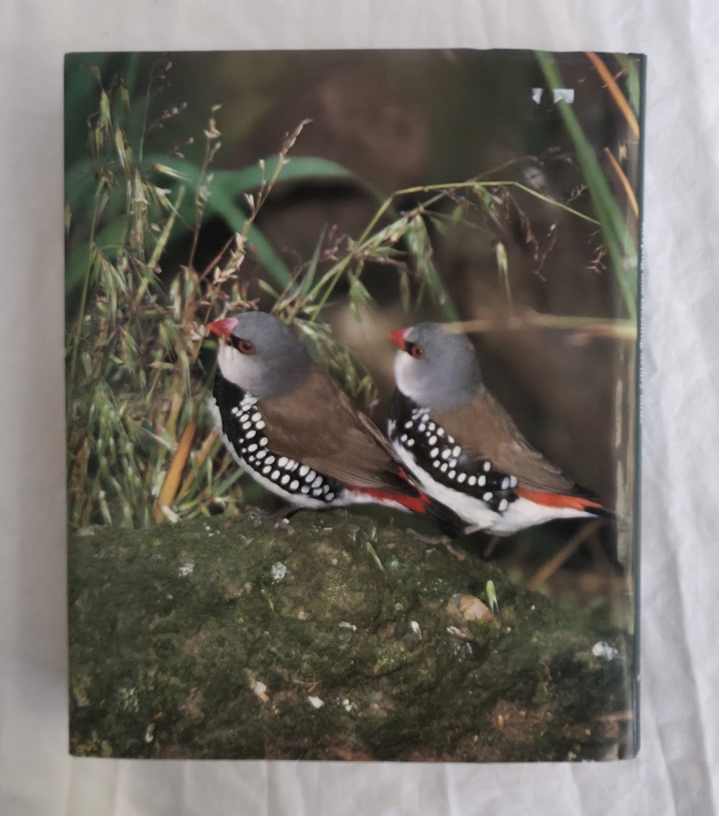 Aviculture in Australia by Mark Shephard