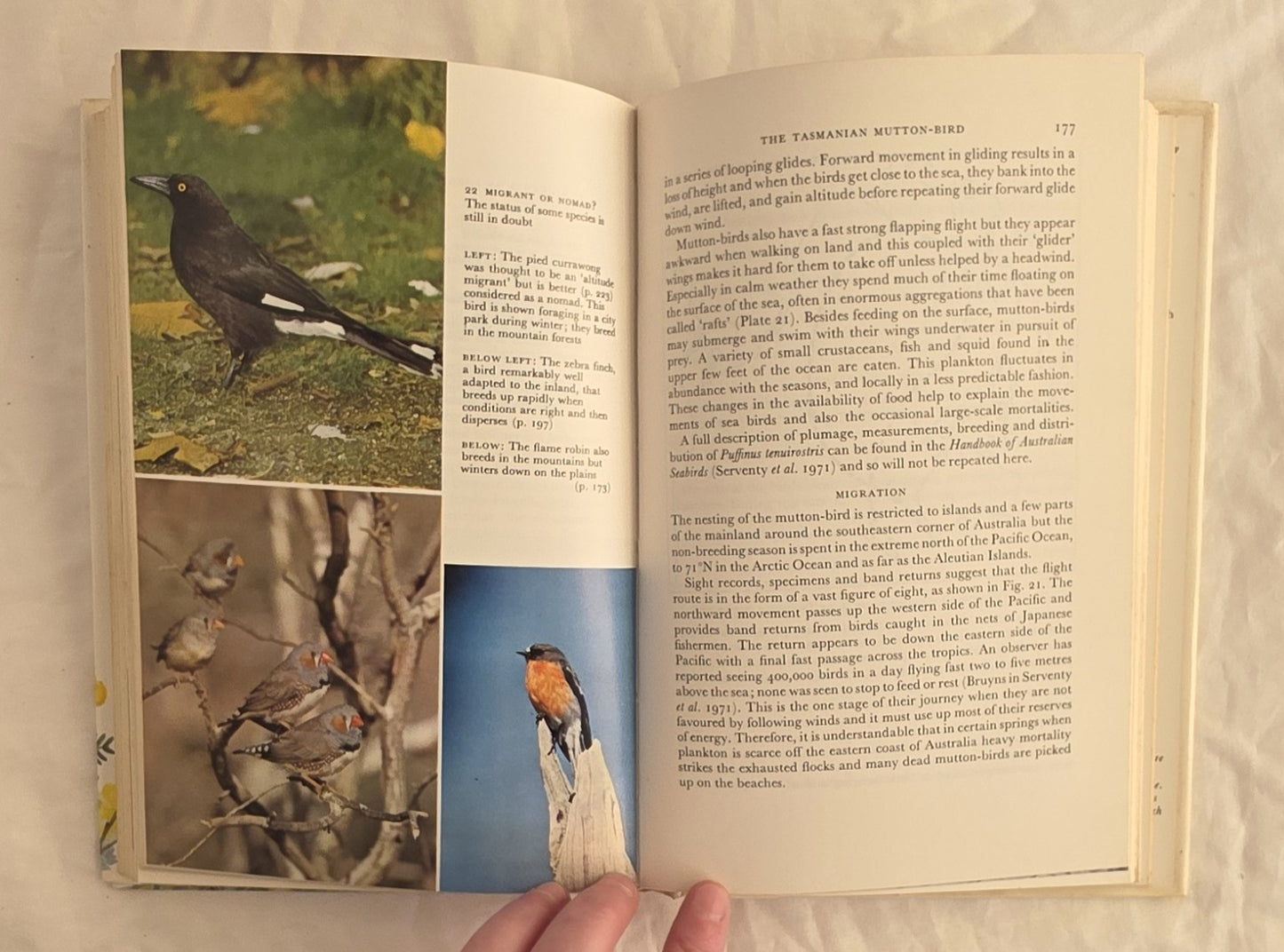 Bird Life by Ian Rowley
