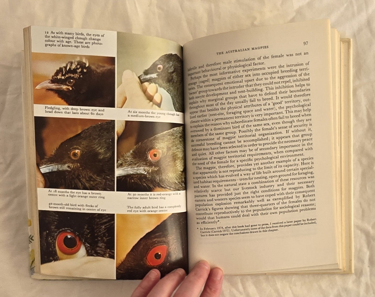 Bird Life by Ian Rowley