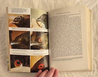 Bird Life by Ian Rowley
