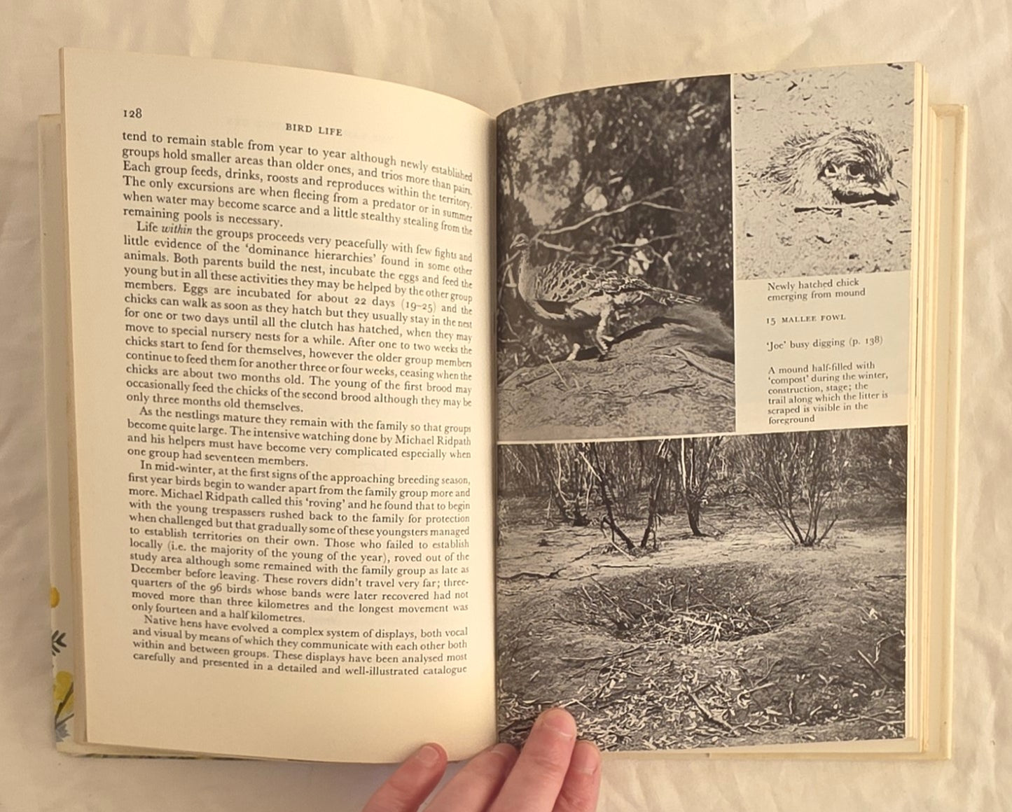 Bird Life by Ian Rowley