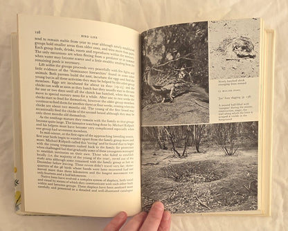 Bird Life by Ian Rowley