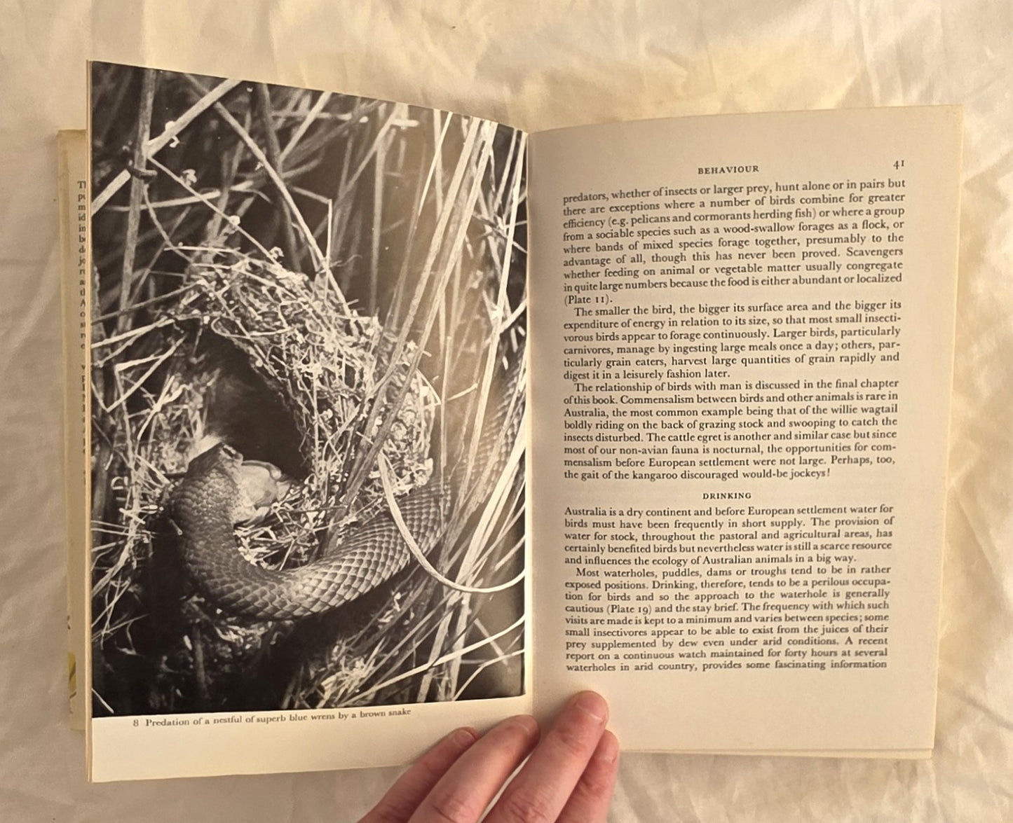 Bird Life by Ian Rowley (Collins)