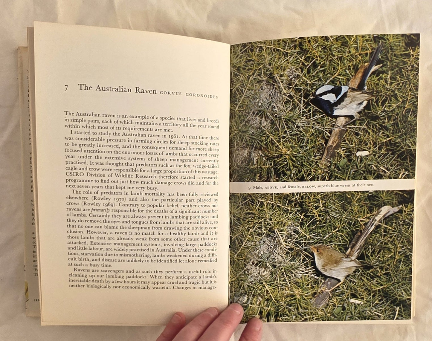 Bird Life by Ian Rowley (Collins)