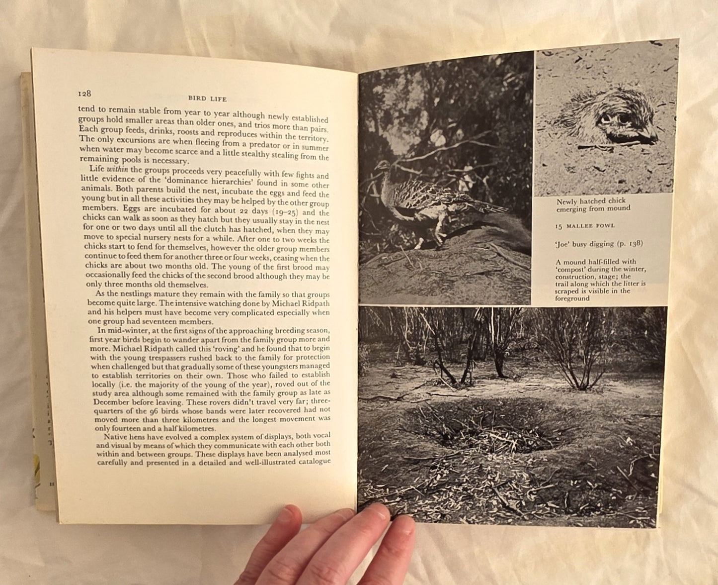 Bird Life by Ian Rowley (Collins)