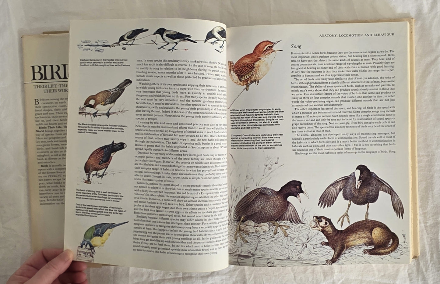 Birds Their Life Their Ways Their World Reader’s Digest