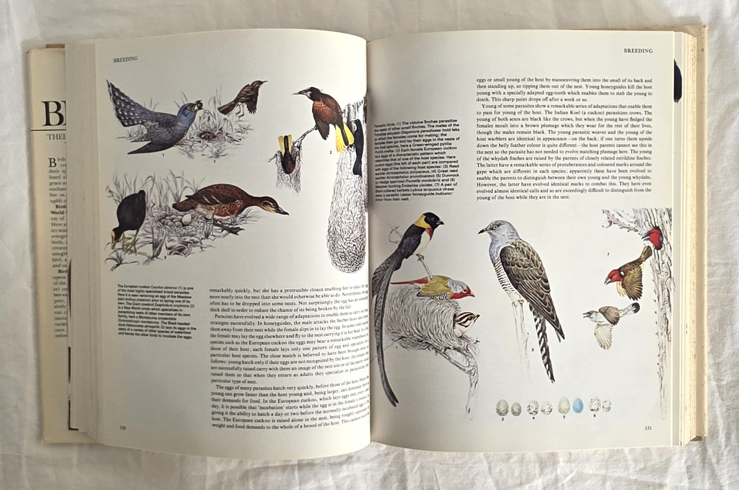 Birds Their Life Their Ways Their World Reader’s Digest