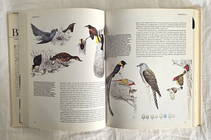 Birds Their Life Their Ways Their World Reader’s Digest