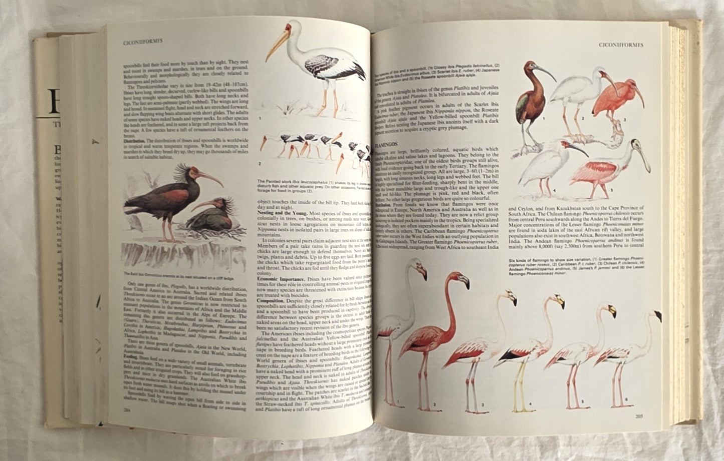 Birds Their Life Their Ways Their World Reader’s Digest