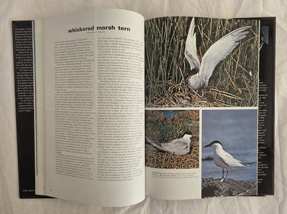 Birds in Bass Strait by Ken Simpson