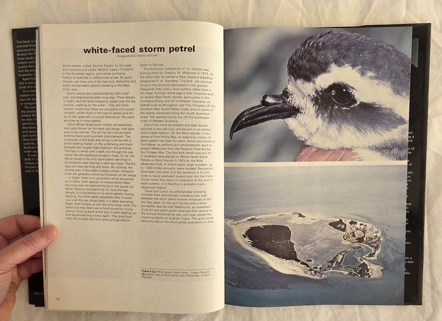 Birds in Bass Strait by Ken Simpson
