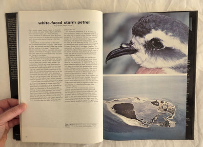Birds in Bass Strait by Ken Simpson