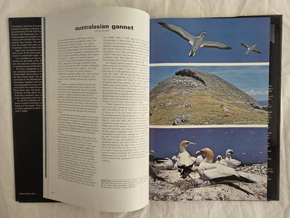 Birds in Bass Strait by Ken Simpson