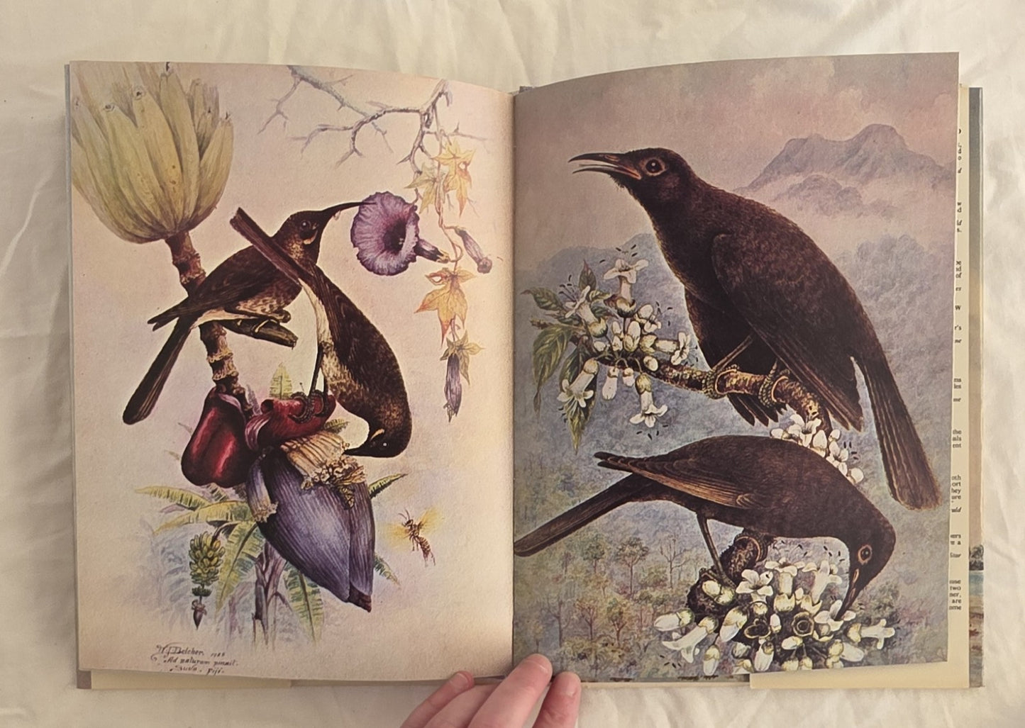 Birds of Fiji in Colour by W. J. Belcher and R. B. Sibson