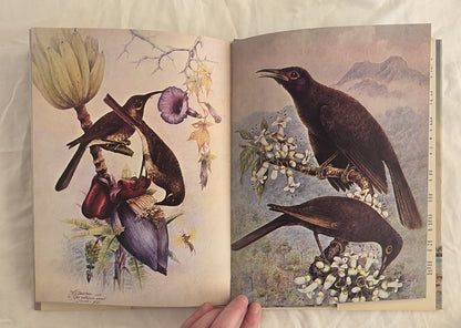 Birds of Fiji in Colour by W. J. Belcher and R. B. Sibson