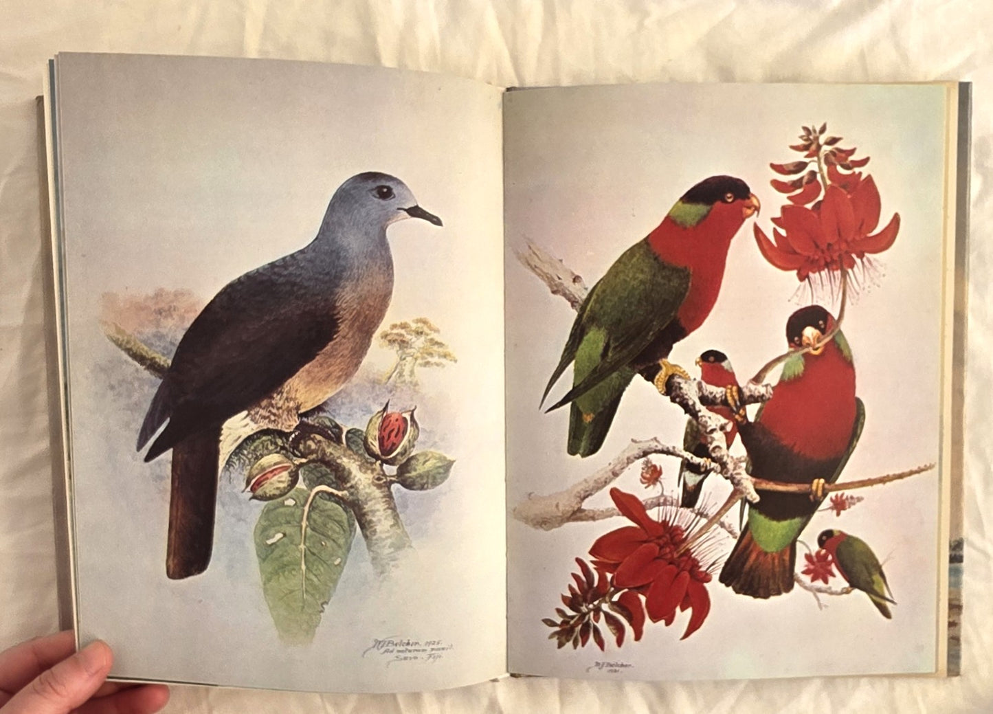 Birds of Fiji in Colour by W. J. Belcher and R. B. Sibson