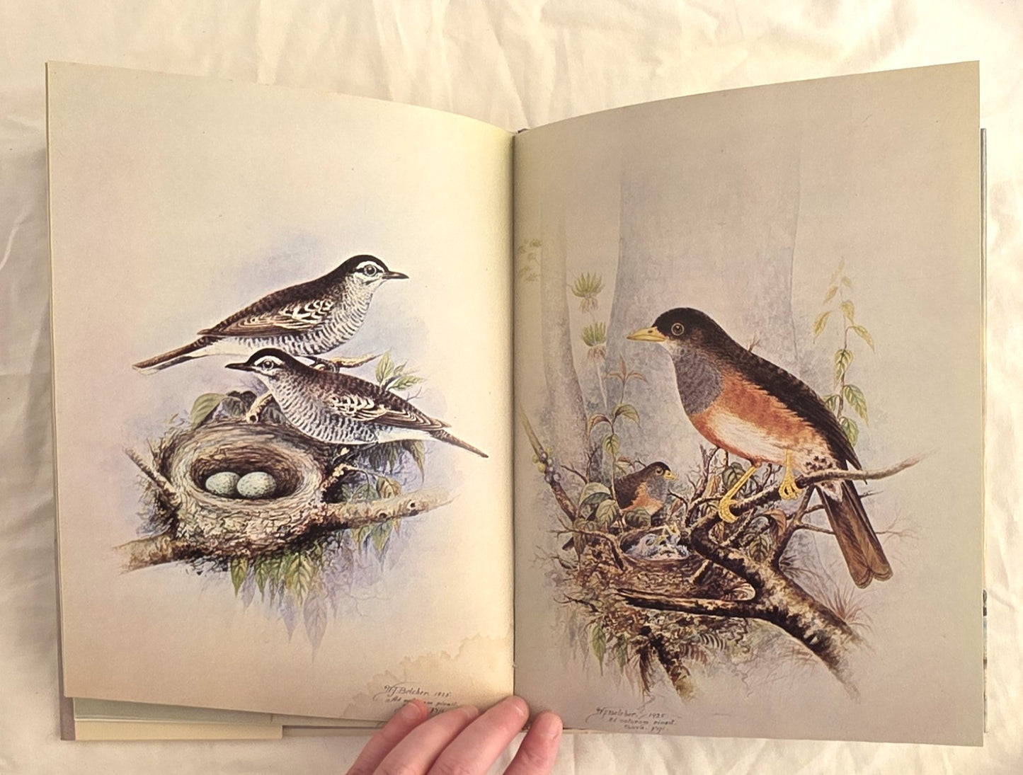 Birds of Fiji in Colour by W. J. Belcher and R. B. Sibson